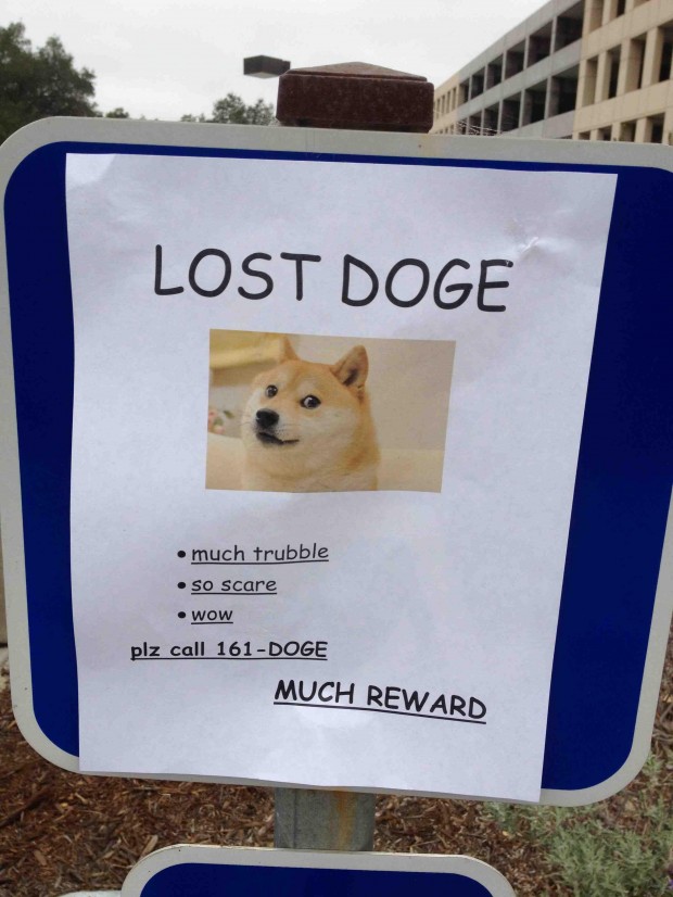 lost-doge