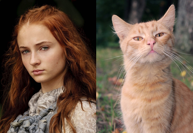 Game-Of-Thrones-Characters-as-Cats-10