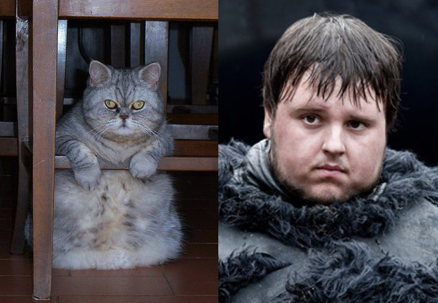Game-Of-Thrones-Characters-as-Cats-13