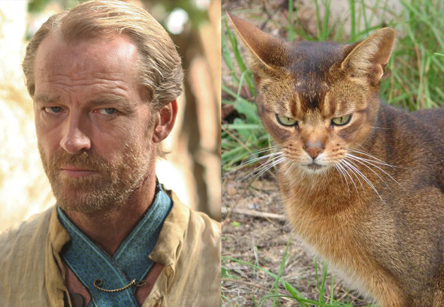 Game-Of-Thrones-Characters-as-Cats-14