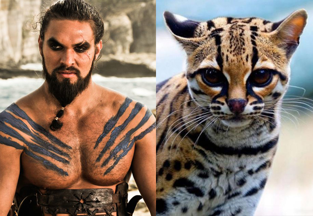 Game-Of-Thrones-Characters-as-Cats-18