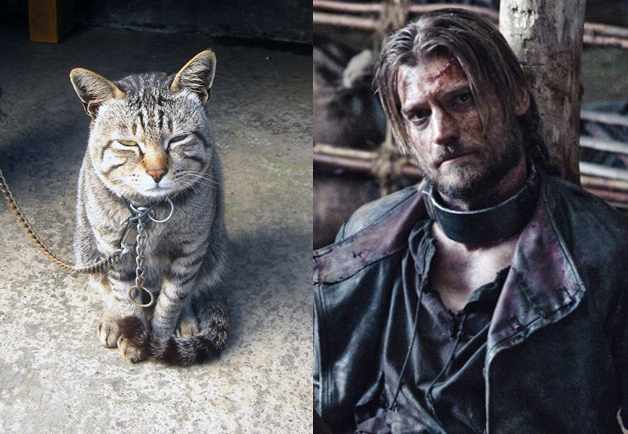 Game-Of-Thrones-Characters-as-Cats-6