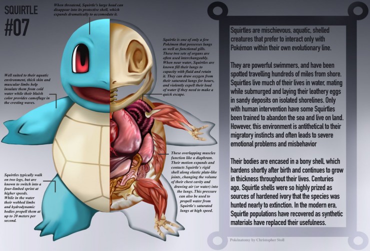 squirtle_anatomy__pokedex_entry_by_christopher_stoll-dadlrhu