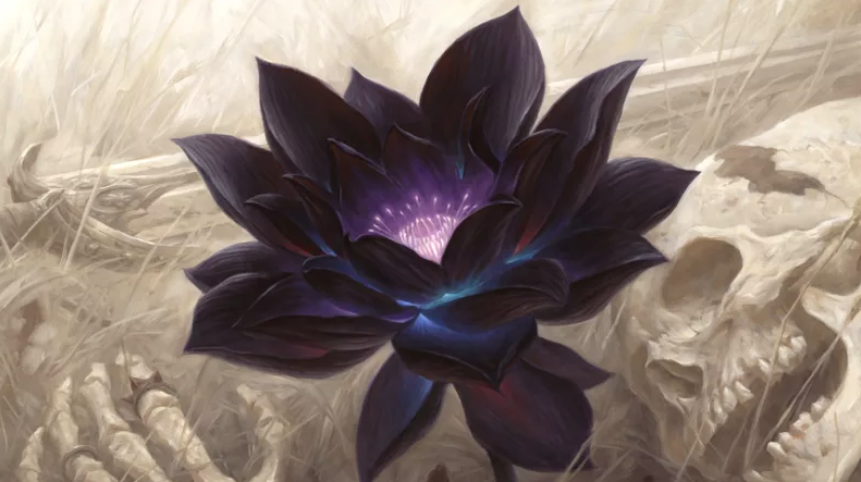 Lotus-Negra-Magic