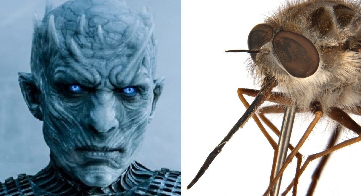 Nova espécie de mosca recebe nome inspirado no Rei da Noite, de Game of Thrones