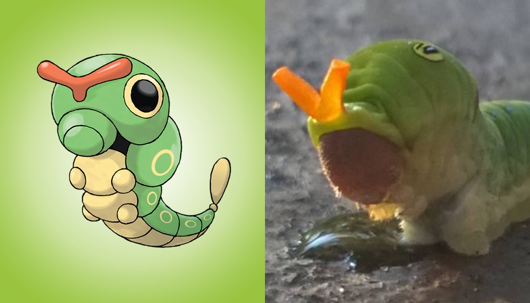 Pokemon Planta Carnivora 7