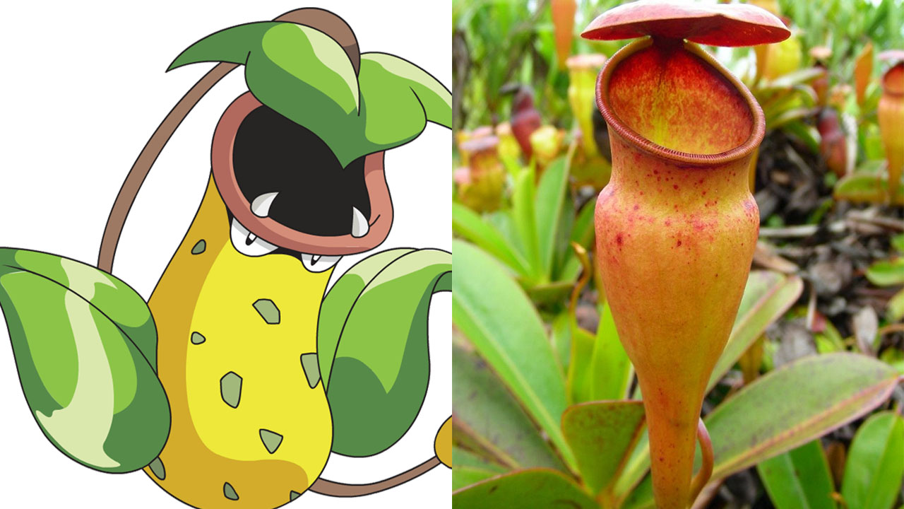 planta carnivora, parece un pokemon, po5i