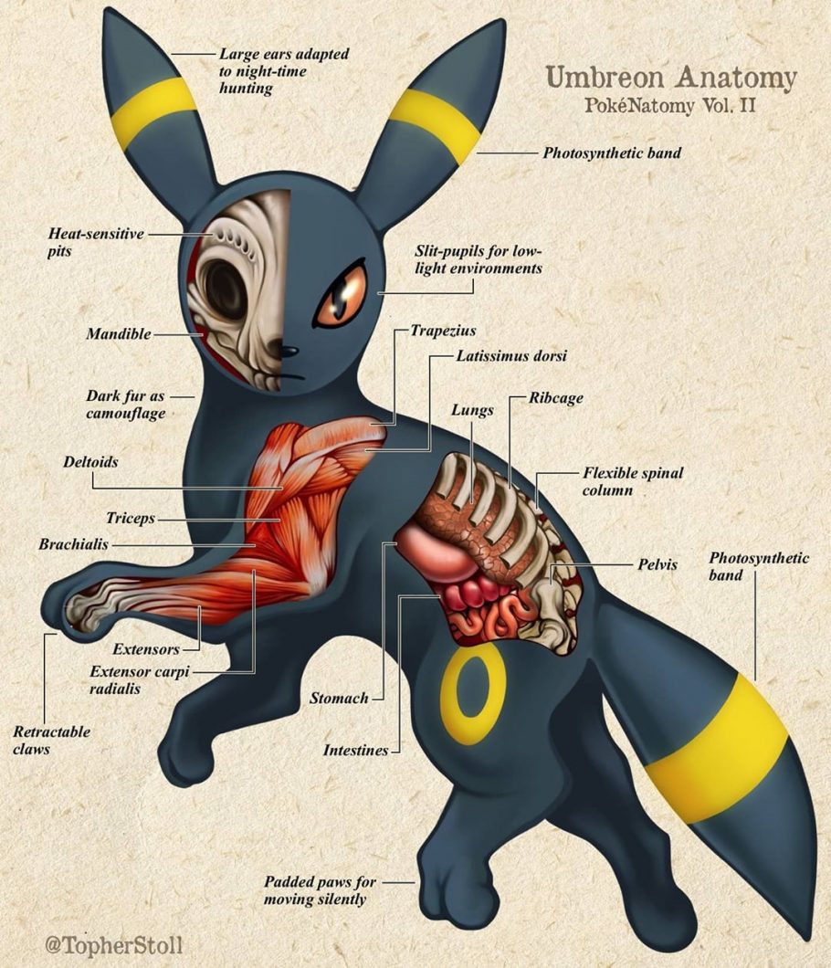 Fã imagina anatomia de Pokémon e o resultado é impressionante