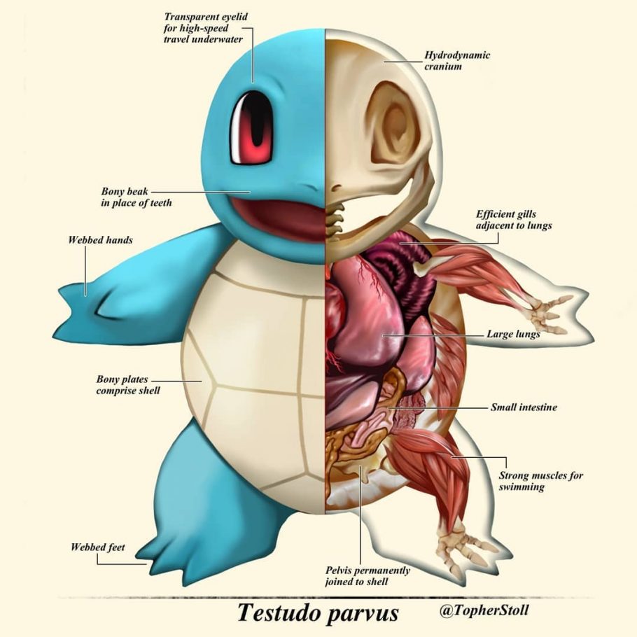 Fã imagina anatomia de Pokémon e o resultado é impressionante