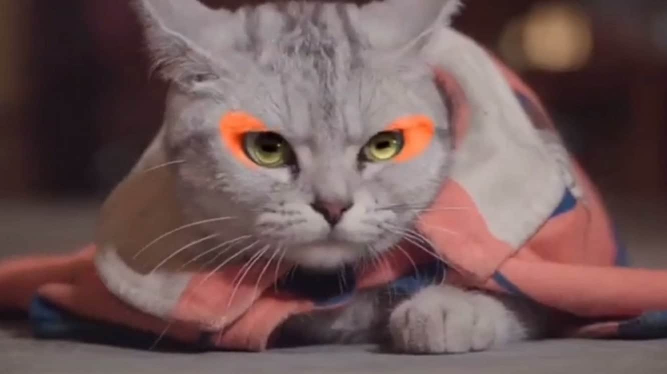 Vídeo viral no TikTok recria a luta de Naruto e Pain somente com gatos