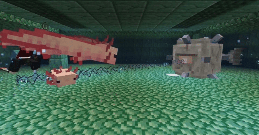 Axolote, bicho do jogo 'Minecraft' é o novo morador do Zoológico de SP, Comportamento