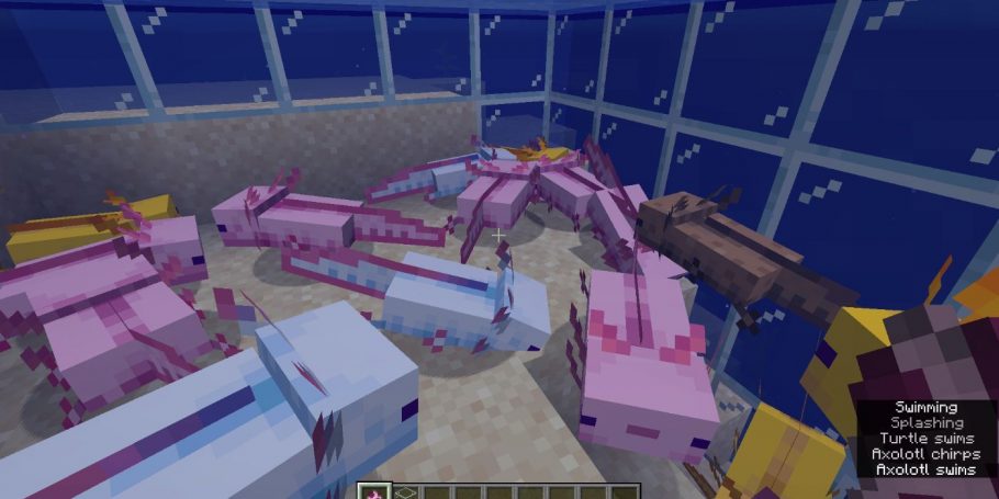 Axolote, bicho do jogo 'Minecraft' é o novo morador do Zoológico de SP, Comportamento