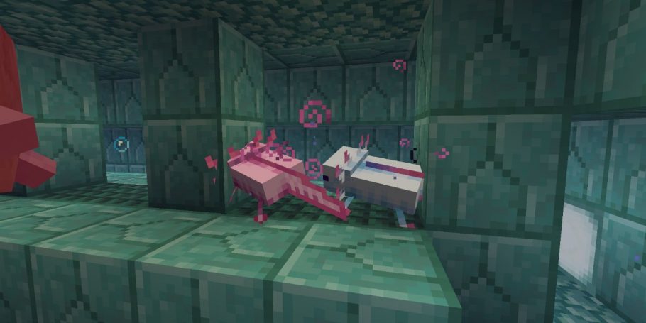 Axolote, bicho do jogo 'Minecraft' é o novo morador do Zoológico de SP, Comportamento