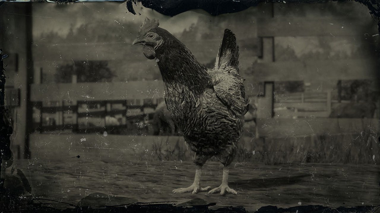 Red Dead Online galinhas