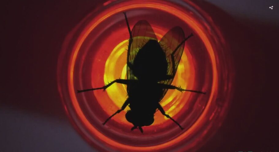 Breaking Bad - Em qual episódio aparece uma mosca no laboratório de Walt e Jesse