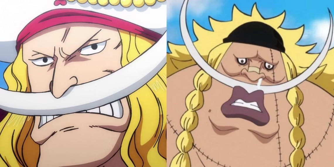 Afinal, Weevil é realmente filho de Barba Branca em One Piece?