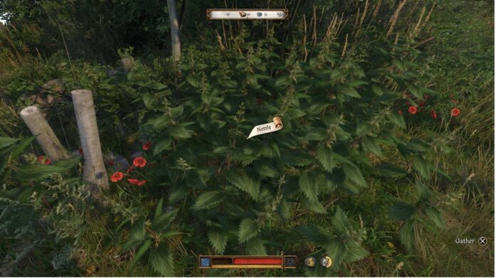 Kingdom Come Deliverance 2 - Onde encontrar Urtiga (Nettle)