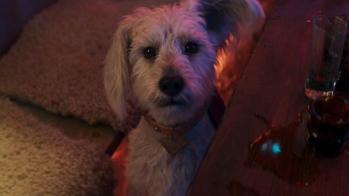 Krypto em perigo? Saiba qual será o destino do supercão no filme da Supergirl