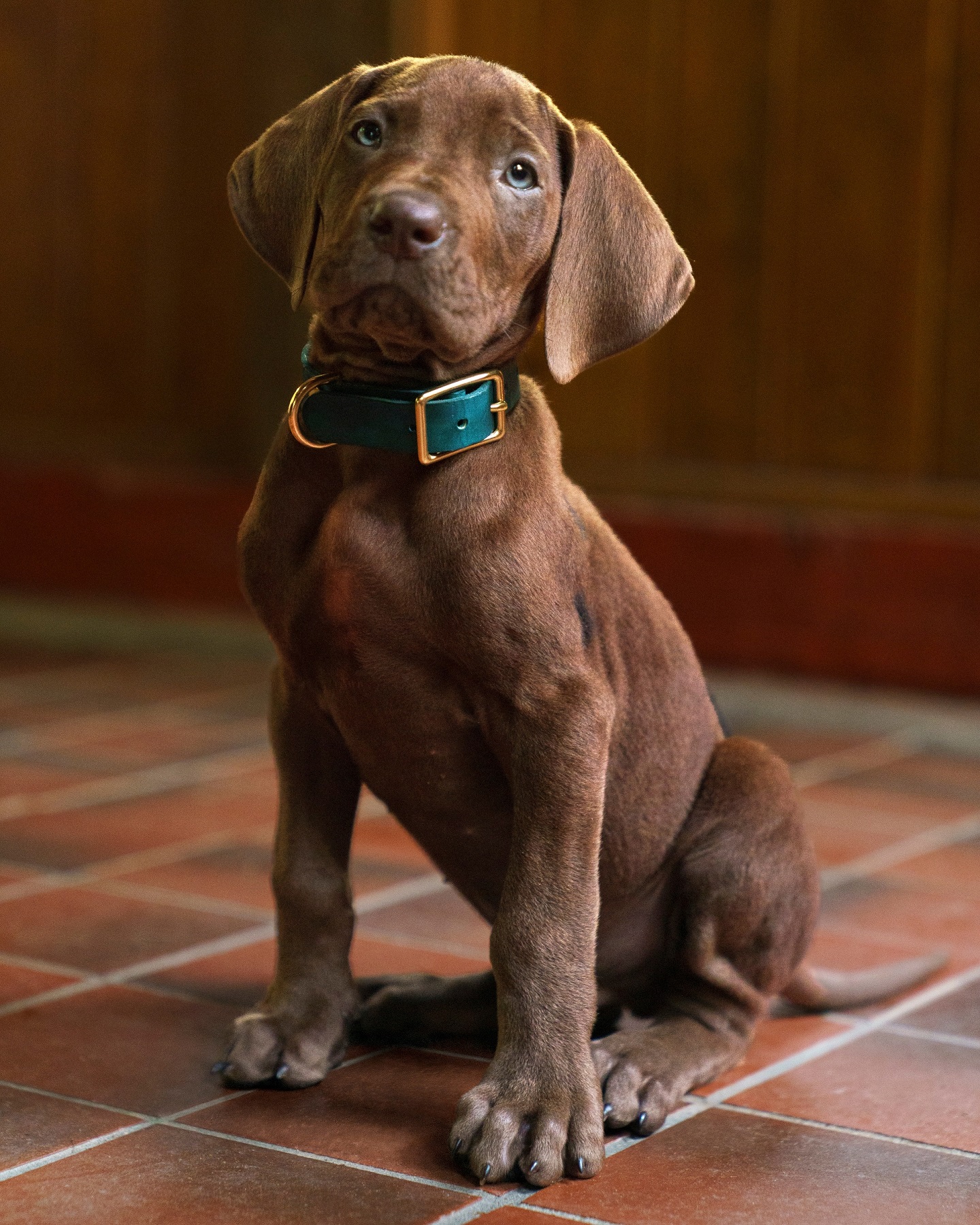 Pela primeira vez na história, Scooby-Doo será interpretado por um cachorro de verdade na série da Netflix